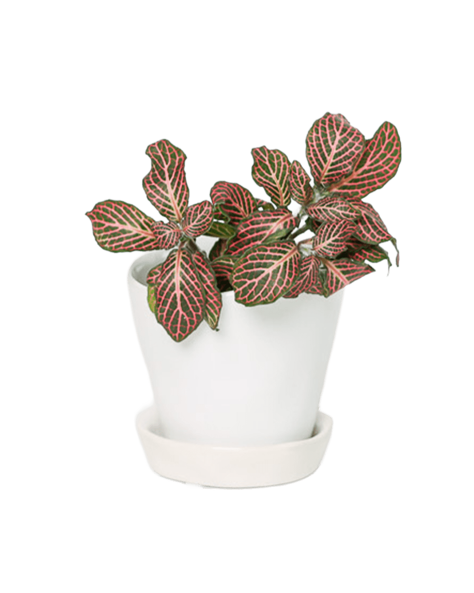 Tika Ceramic Pot & Saucer Set With Drainage - Chive US Wholesale