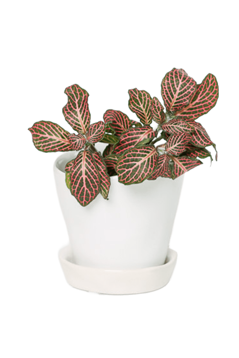 Tika Ceramic Pot & Saucer Set With Drainage - Chive US Wholesale