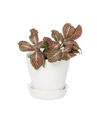 Tika Ceramic Pot & Saucer Set With Drainage - Chive US Wholesale