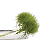 Test Tube Glass Bud Vases - Chive US Wholesale