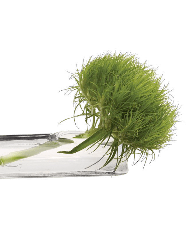 Test Tube Glass Bud Vases - Chive US Wholesale