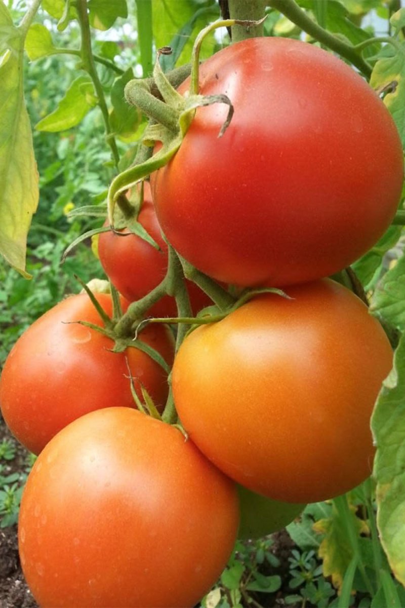 Tough Boy Tomato Vegetable Seeds Packet - Chive US Wholesale