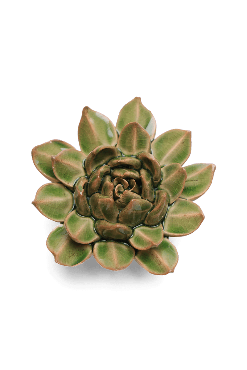 EG12 Avocado Green Firecracker Succulent - Chive US Wholesale