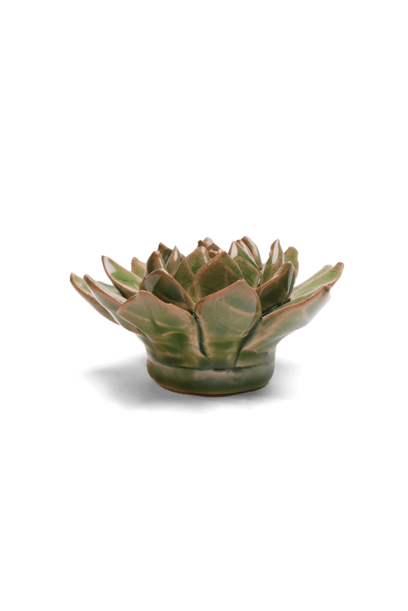 EG12 Avocado Green Firecracker Succulent - Chive US Wholesale