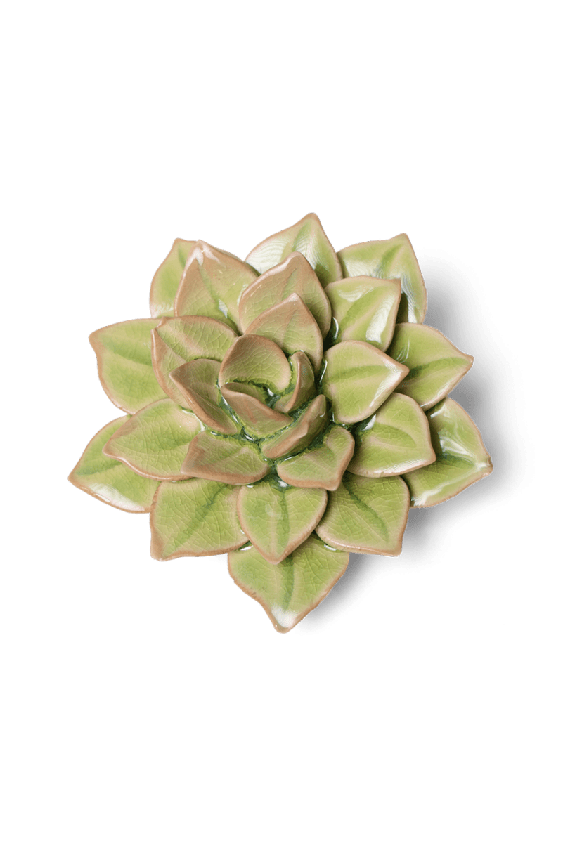 EG10 Peridot Green Fairy Echeveria - Chive US Wholesale