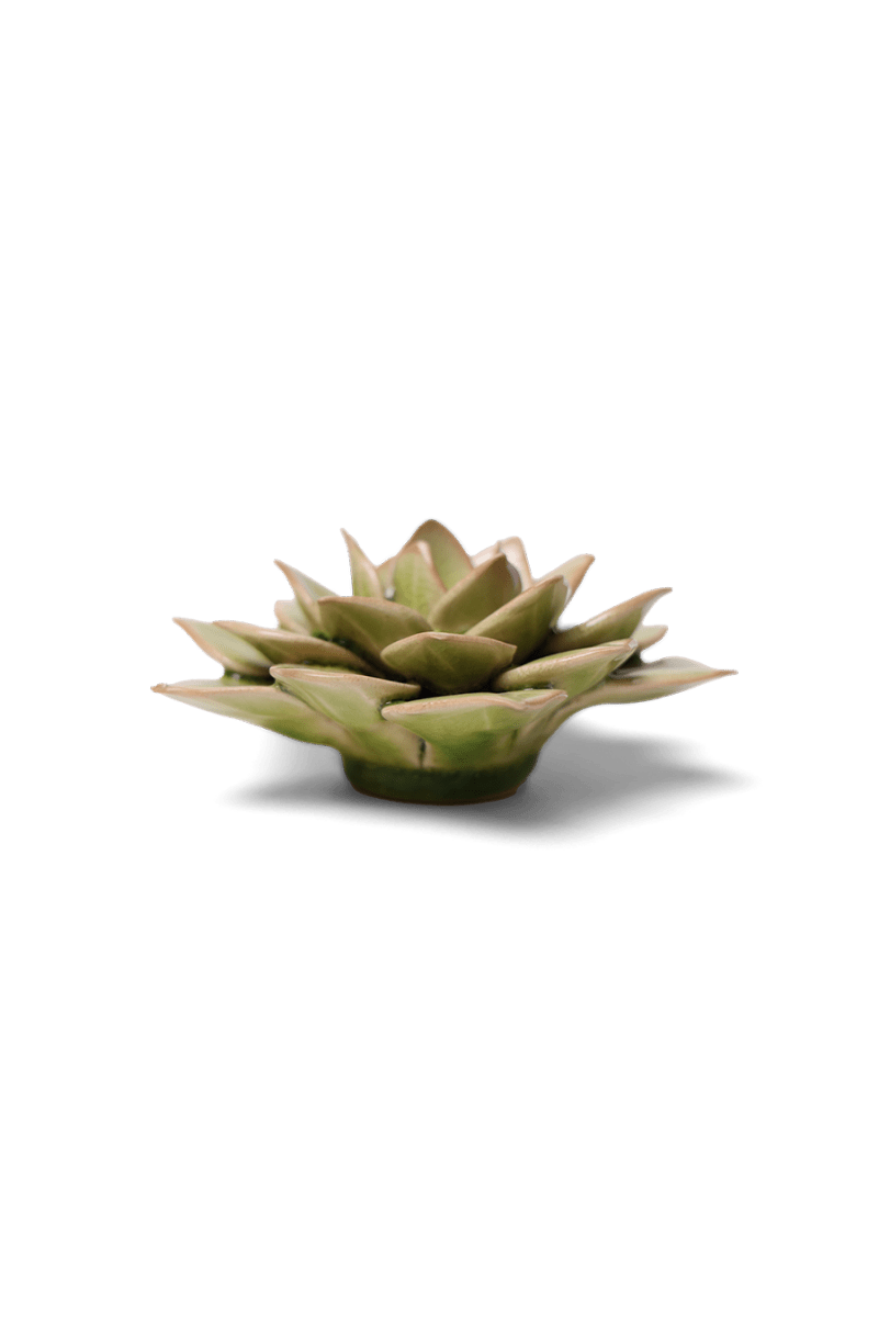 EG10 Peridot Green Fairy Echeveria - Chive US Wholesale