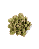 EG06 Peridot Comanche Peony - Chive US Wholesale