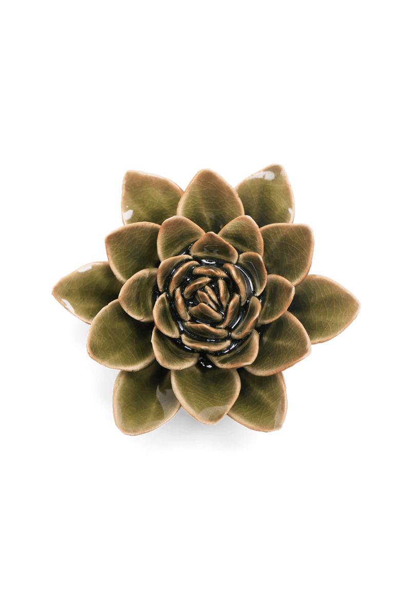 EG01 Olive Green Echeveria - Chive US Wholesale