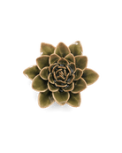 EG01 Olive Green Echeveria - Chive US Wholesale