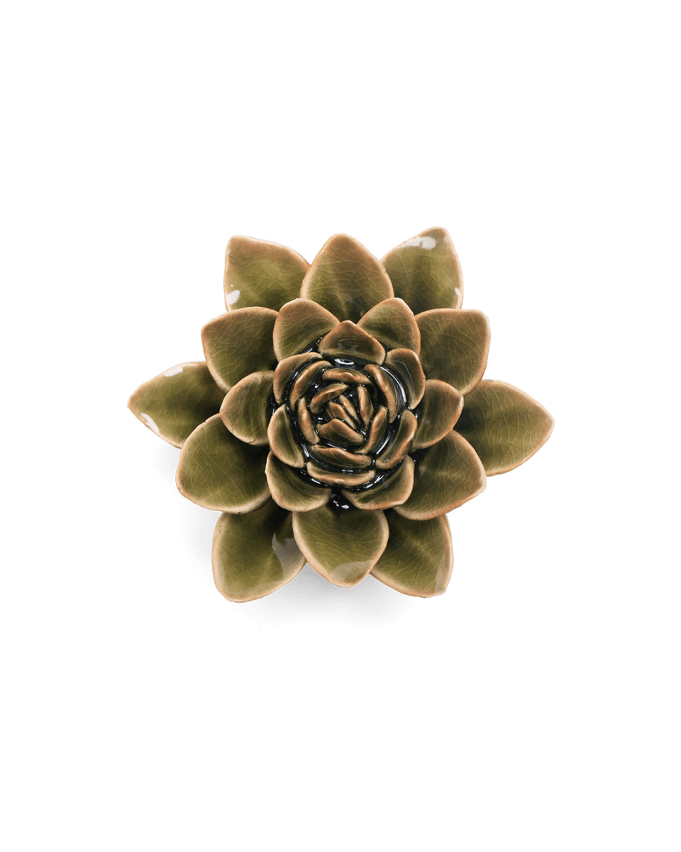 EG01 Olive Green Echeveria - Chive US Wholesale