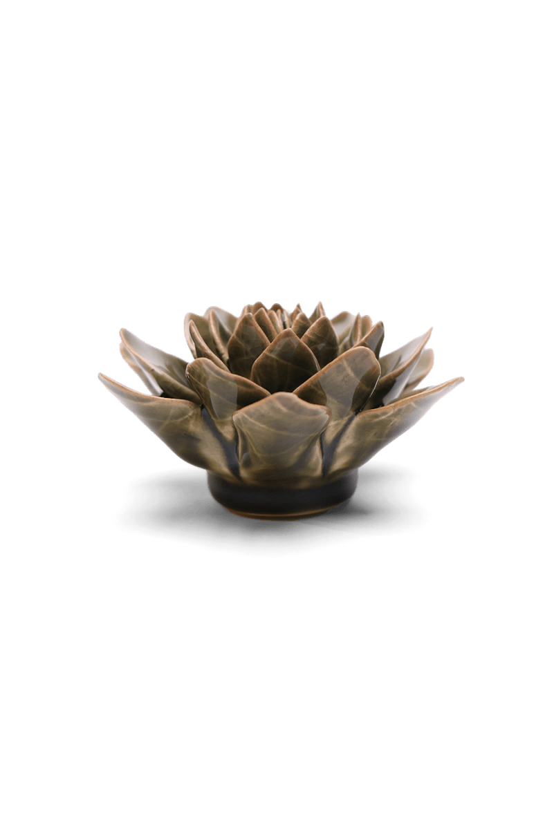 EG01 Olive Green Echeveria - Chive US Wholesale