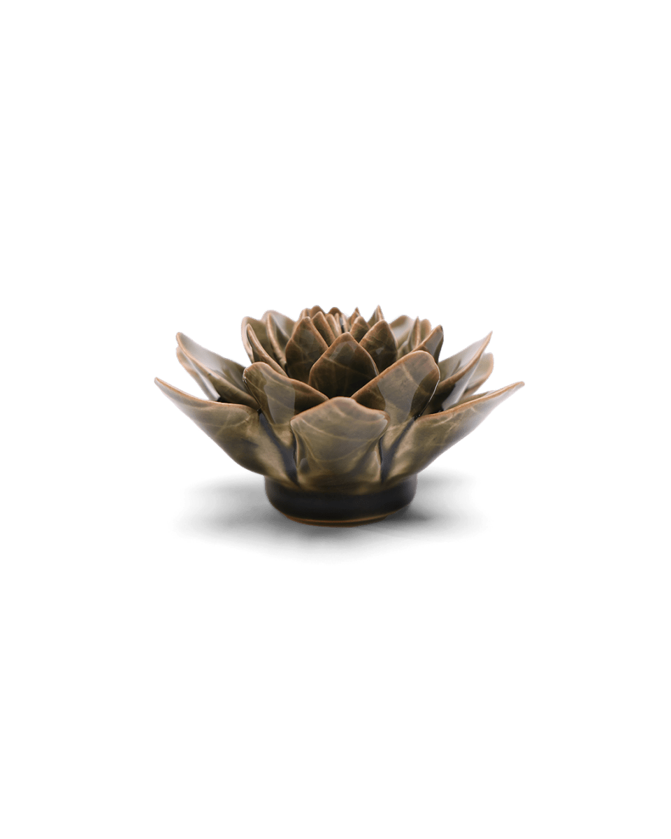 EG01 Olive Green Echeveria - Chive US Wholesale