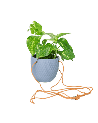 Virago Ceramic Modern Hanging Planter - Chive US Wholesale