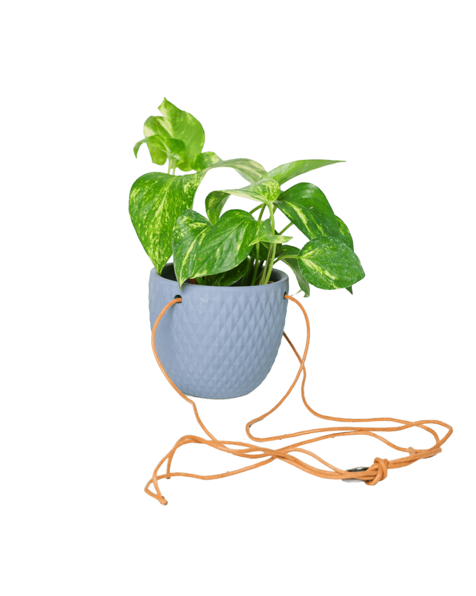 Virago Ceramic Modern Hanging Planter - Chive US Wholesale