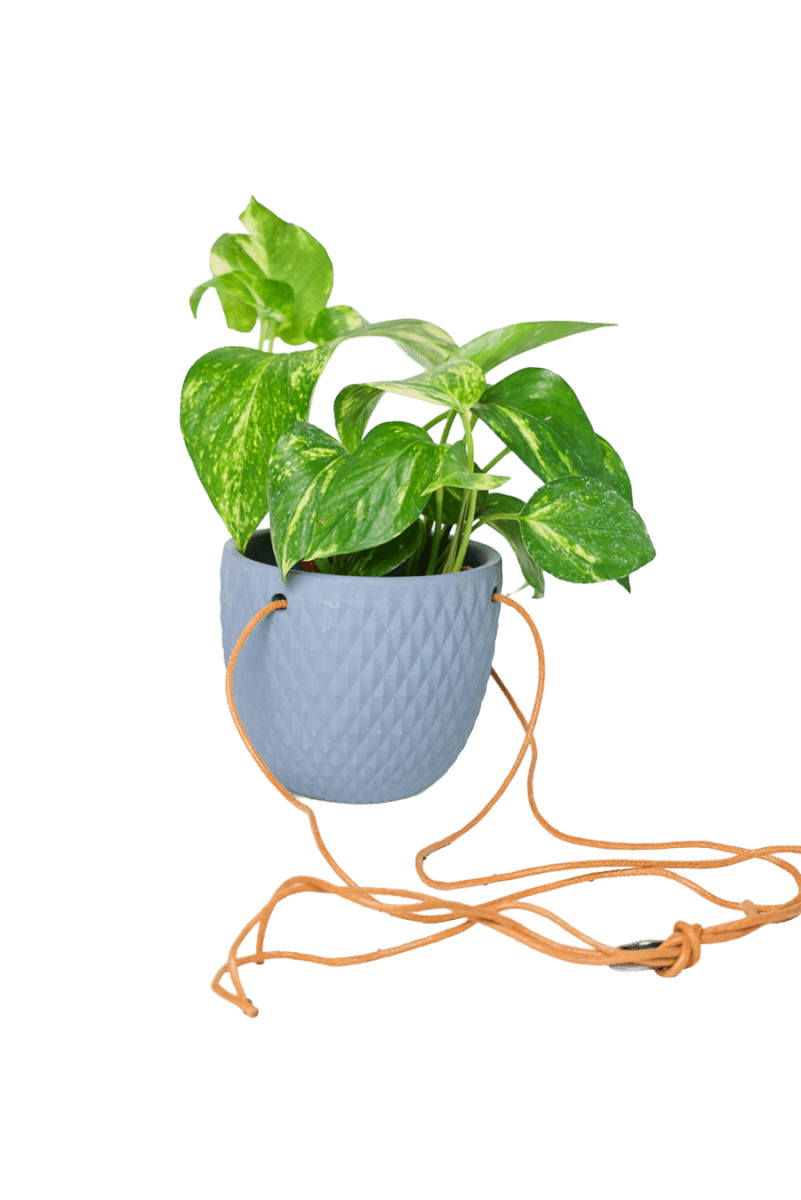 Virago Ceramic Modern Hanging Planter - Chive US Wholesale