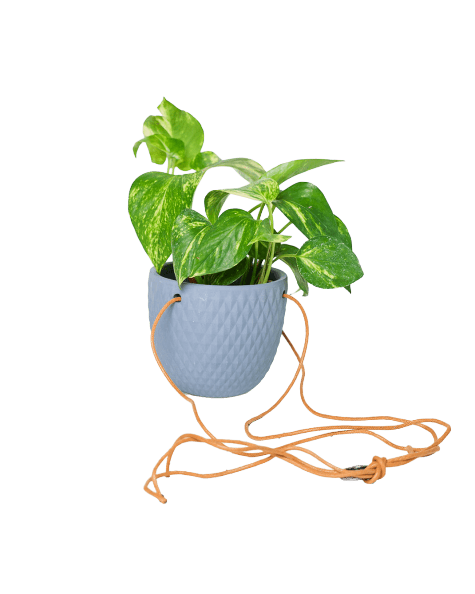 Virago Ceramic Modern Hanging Planter - Chive US Wholesale