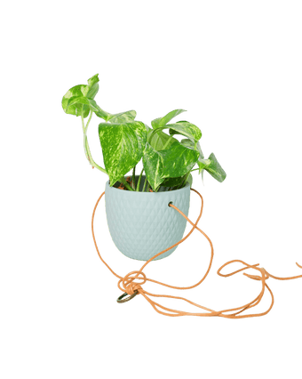 Virago Ceramic Modern Hanging Planter - Chive US Wholesale