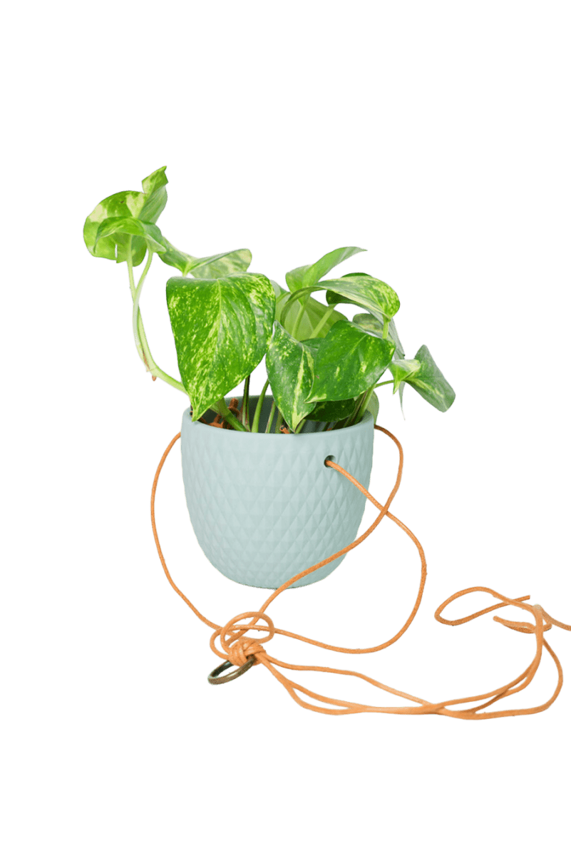 Virago Ceramic Modern Hanging Planter - Chive US Wholesale