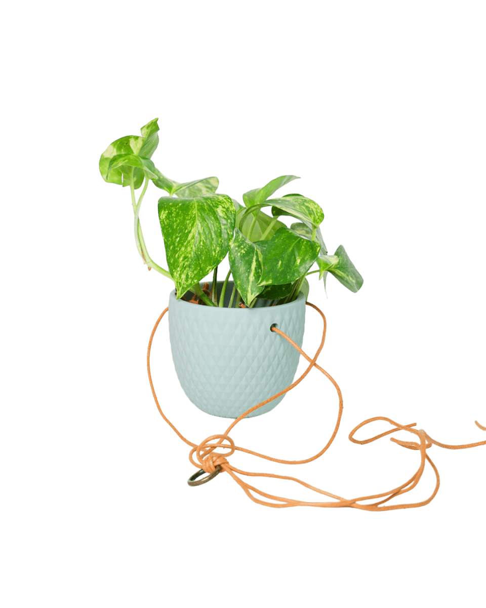 Virago Ceramic Modern Hanging Planter - Chive US Wholesale