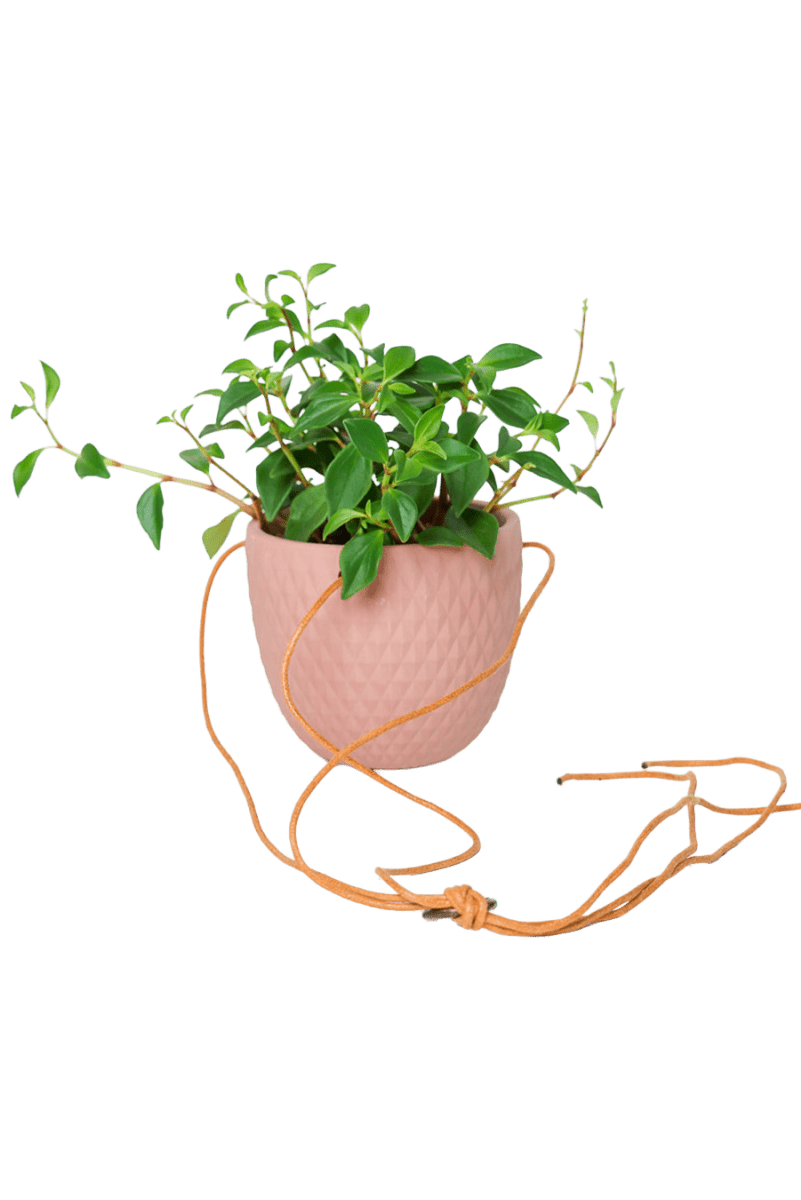 Virago Ceramic Modern Hanging Planter - Chive US Wholesale
