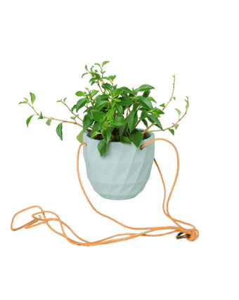 Virago Ceramic Modern Hanging Planter - Chive US Wholesale