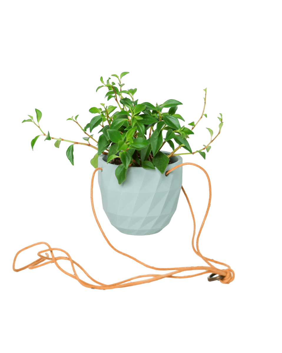 Virago Ceramic Modern Hanging Planter - Chive US Wholesale