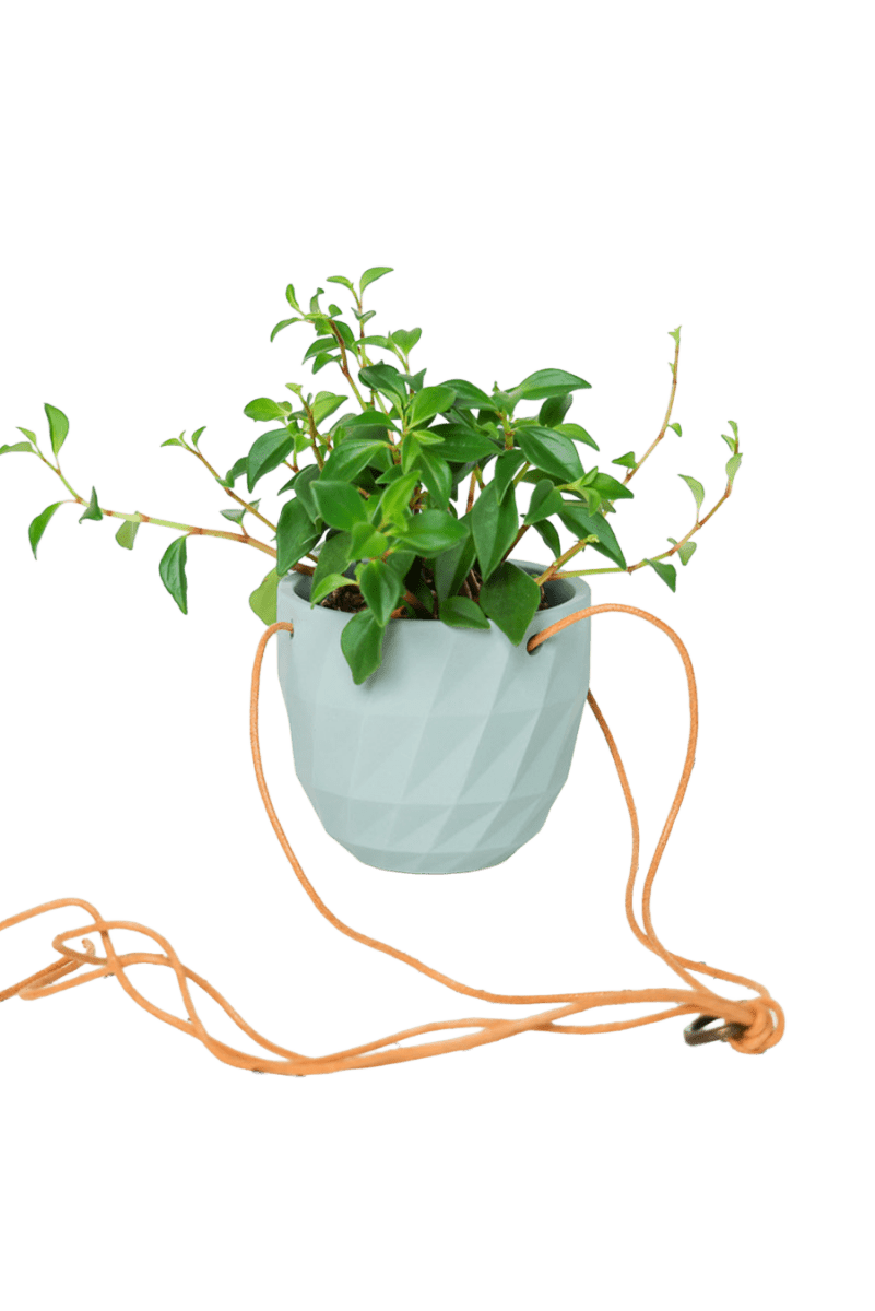 Virago Ceramic Modern Hanging Planter - Chive US Wholesale