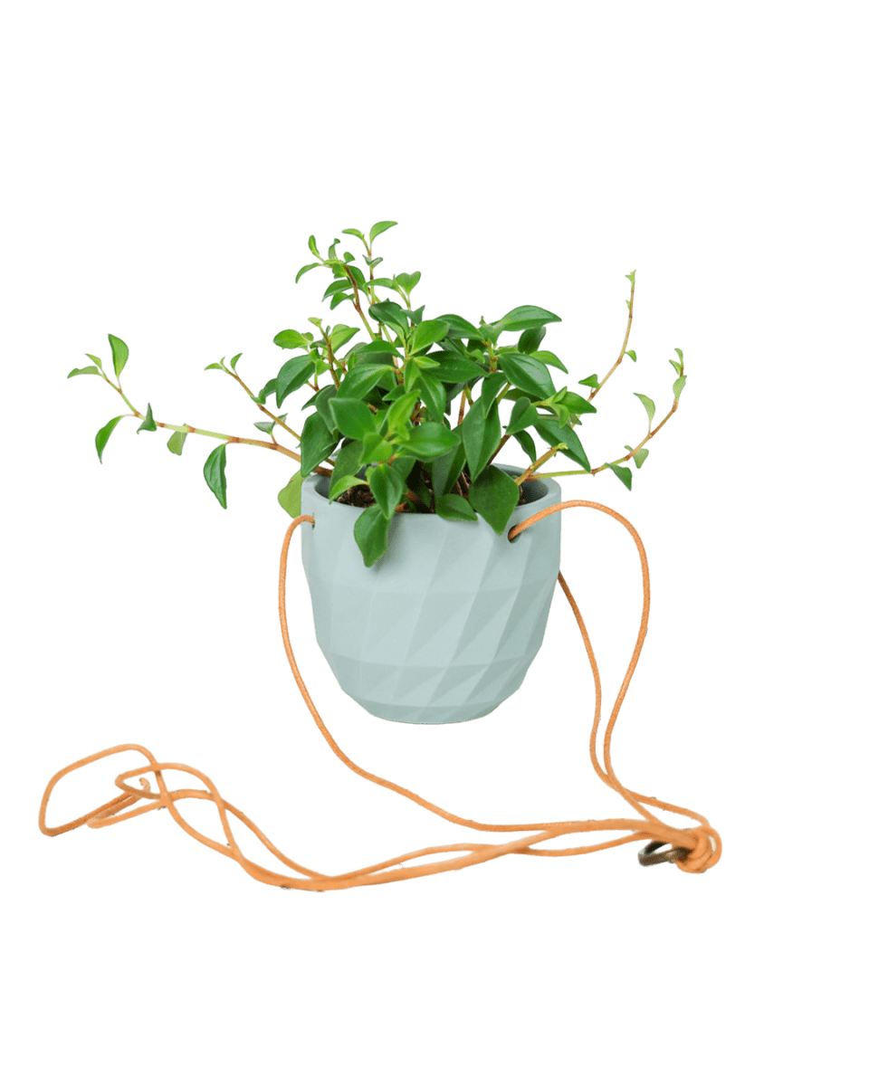 Virago Ceramic Modern Hanging Planter - Chive US Wholesale