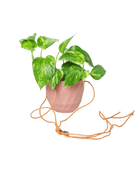 Virago Ceramic Modern Hanging Planter - Chive US Wholesale