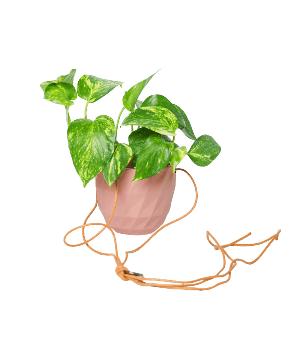 Virago Ceramic Modern Hanging Planter - Chive US Wholesale