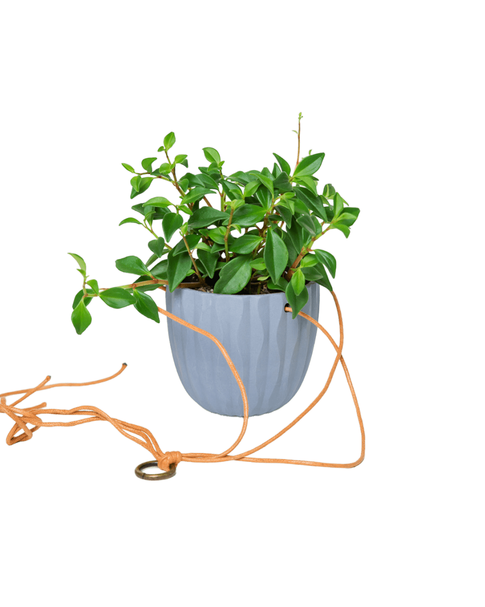 Virago Ceramic Modern Hanging Planter - Chive US Wholesale