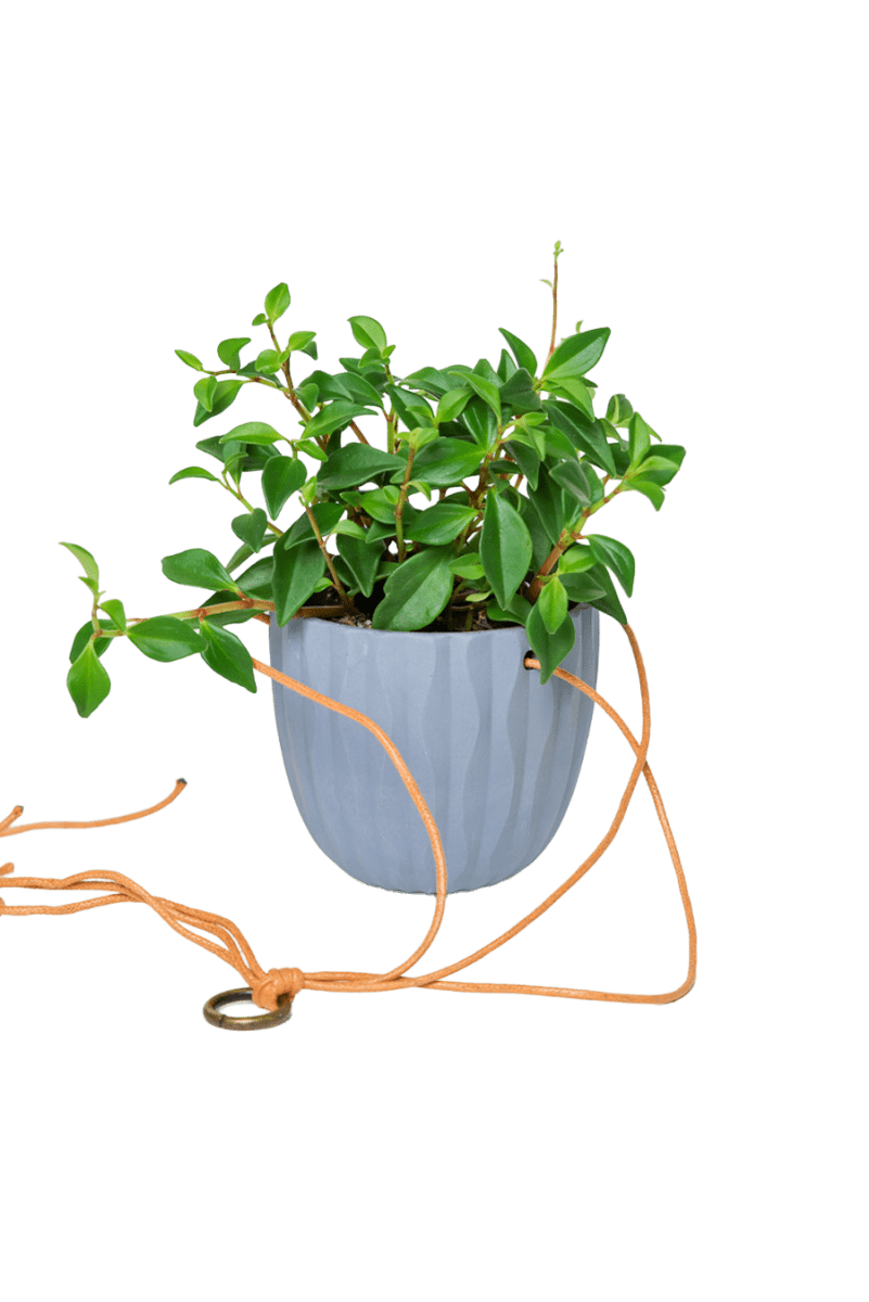 Virago Ceramic Modern Hanging Planter - Chive US Wholesale