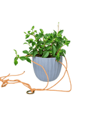 Virago Ceramic Modern Hanging Planter - Chive US Wholesale