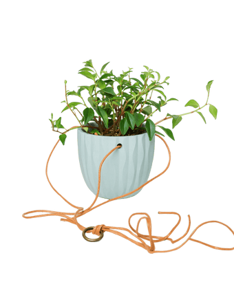 Virago Ceramic Modern Hanging Planter - Chive US Wholesale