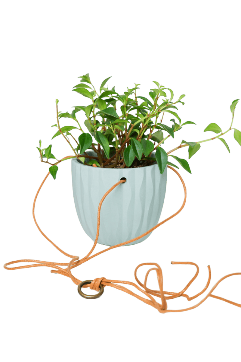 Virago Ceramic Modern Hanging Planter - Chive US Wholesale