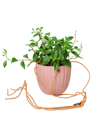 Virago Ceramic Modern Hanging Planter - Chive US Wholesale