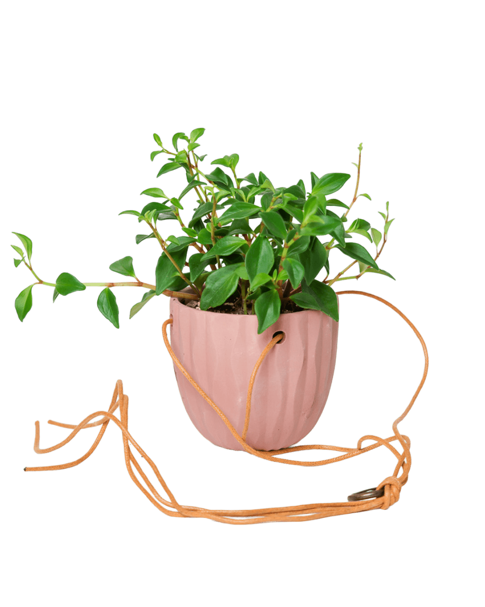 Virago Ceramic Modern Hanging Planter - Chive US Wholesale
