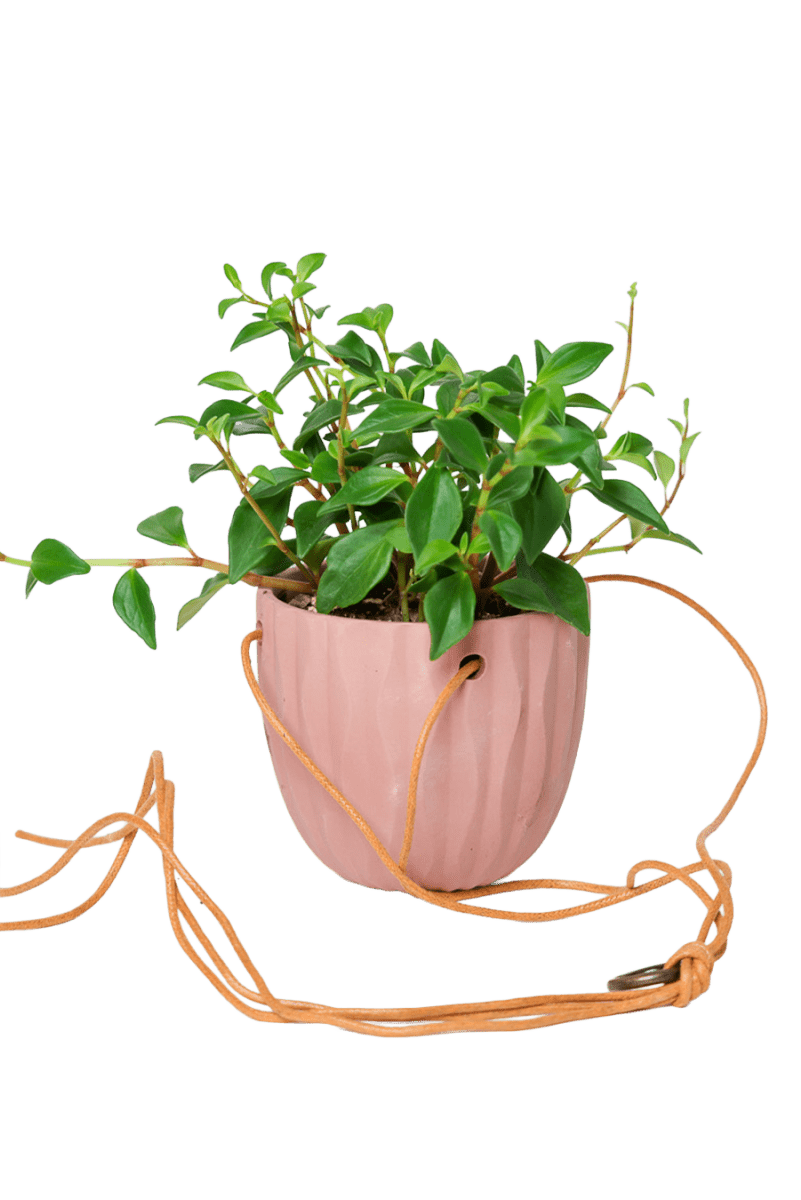 Virago Ceramic Modern Hanging Planter - Chive US Wholesale