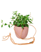 Virago Ceramic Modern Hanging Planter - Chive US Wholesale