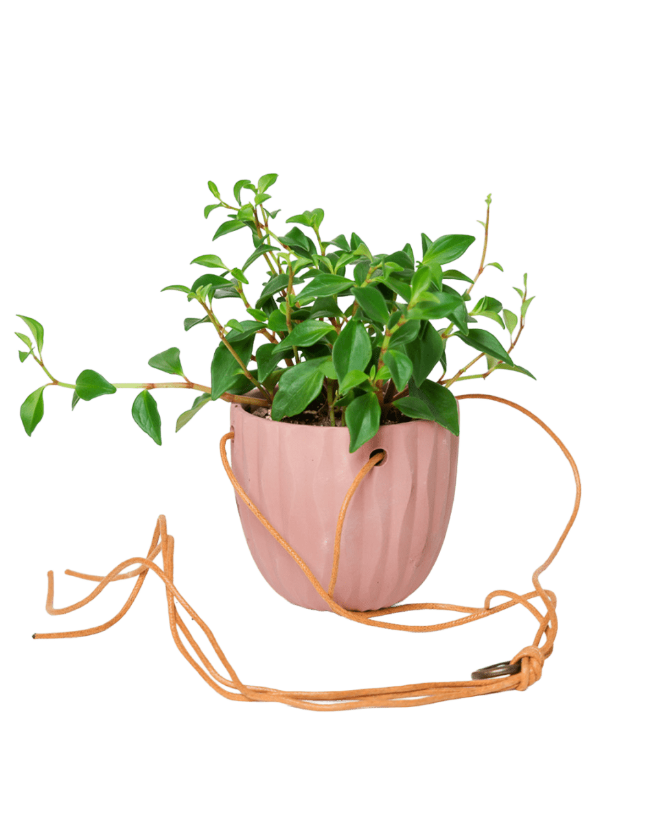 Virago Ceramic Modern Hanging Planter - Chive US Wholesale
