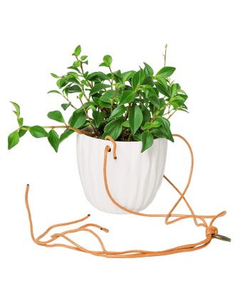Virago Ceramic Modern Hanging Planter - Chive US Wholesale