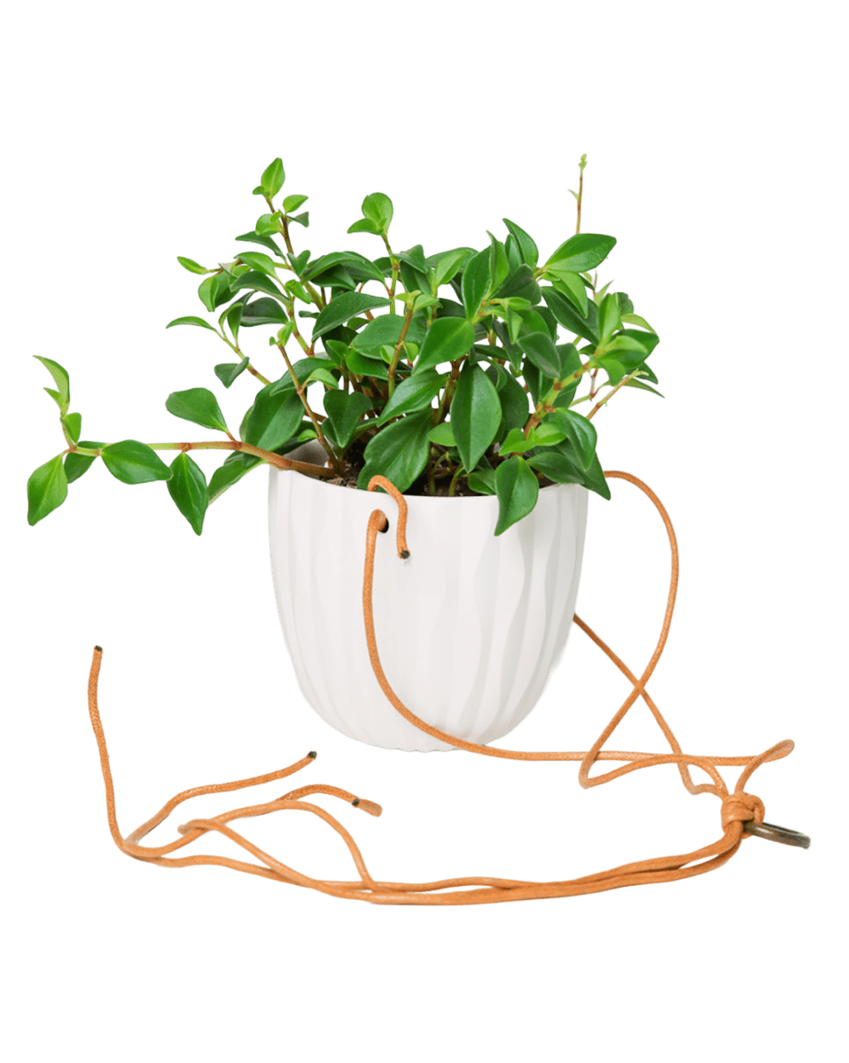 Virago Ceramic Modern Hanging Planter - Chive US Wholesale