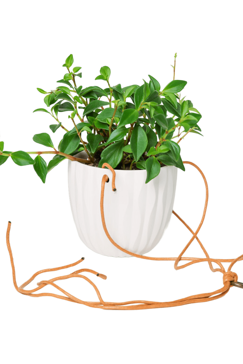 Virago Ceramic Modern Hanging Planter - Chive US Wholesale