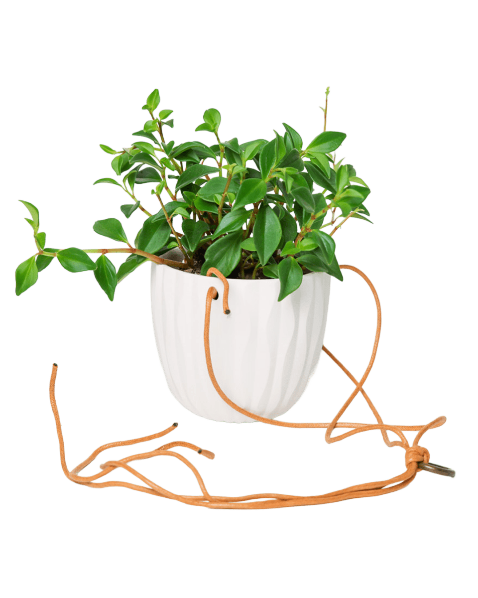 Virago Ceramic Modern Hanging Planter - Chive US Wholesale