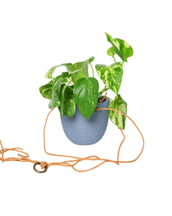 Virago Ceramic Modern Hanging Planter - Chive US Wholesale
