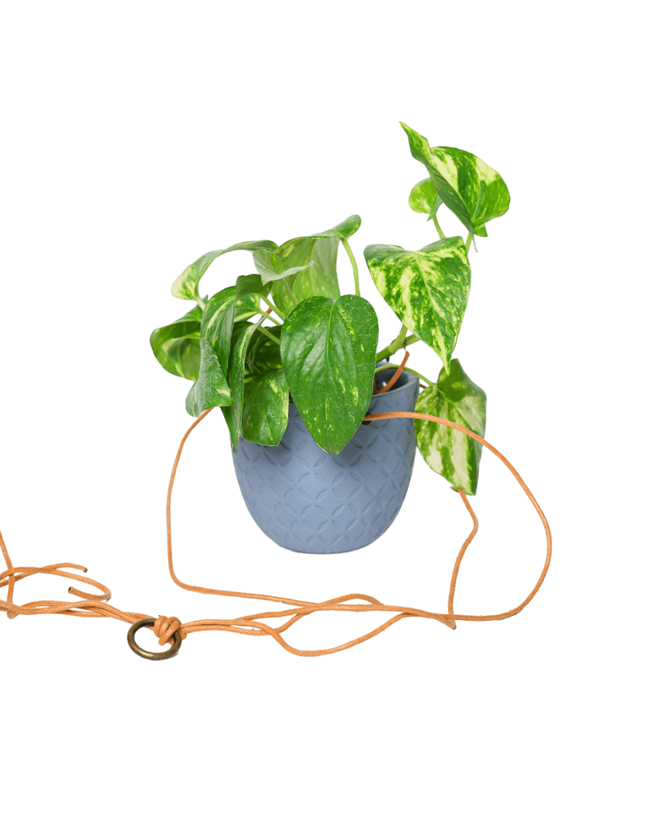 Virago Ceramic Modern Hanging Planter - Chive US Wholesale
