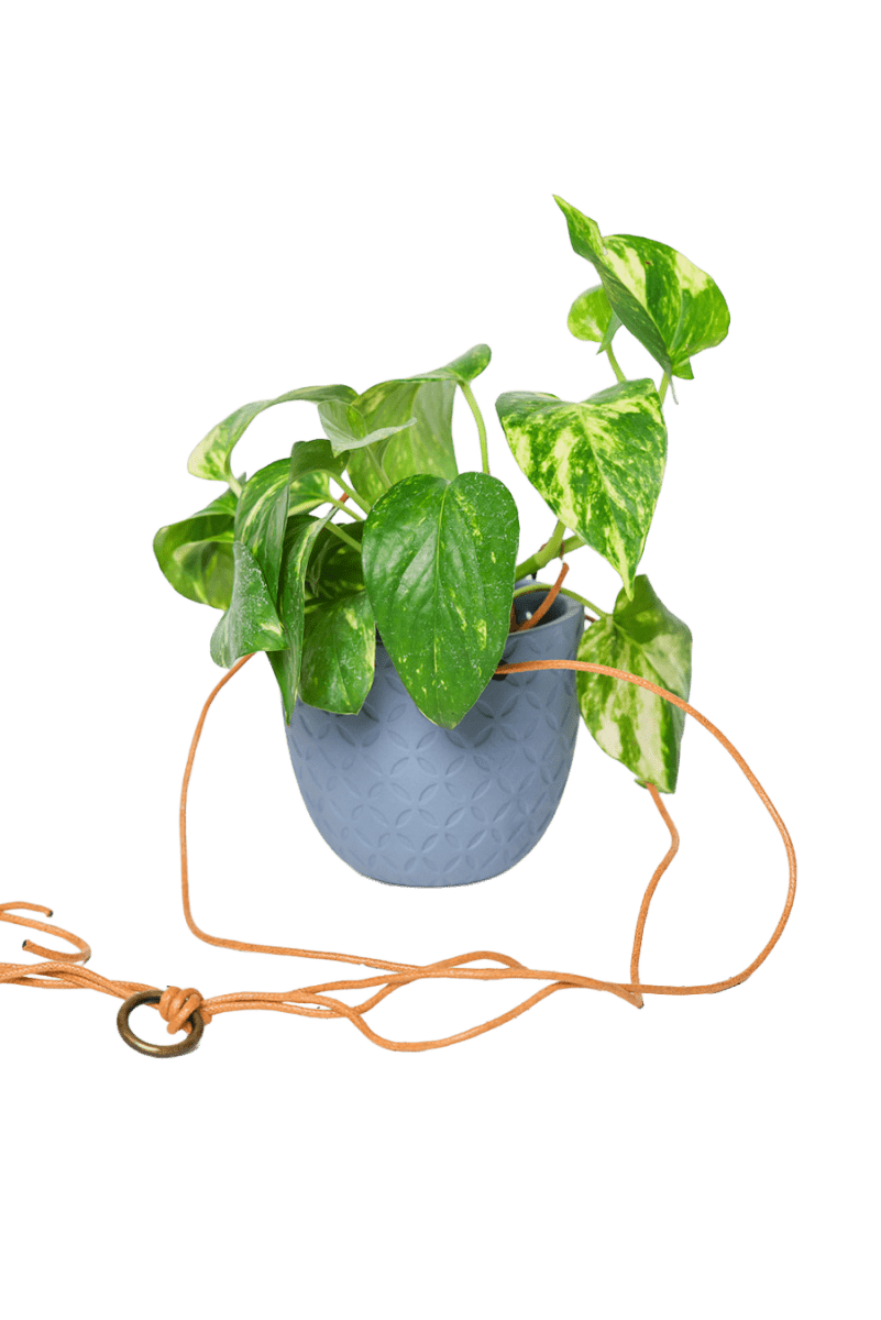 Virago Ceramic Modern Hanging Planter - Chive US Wholesale