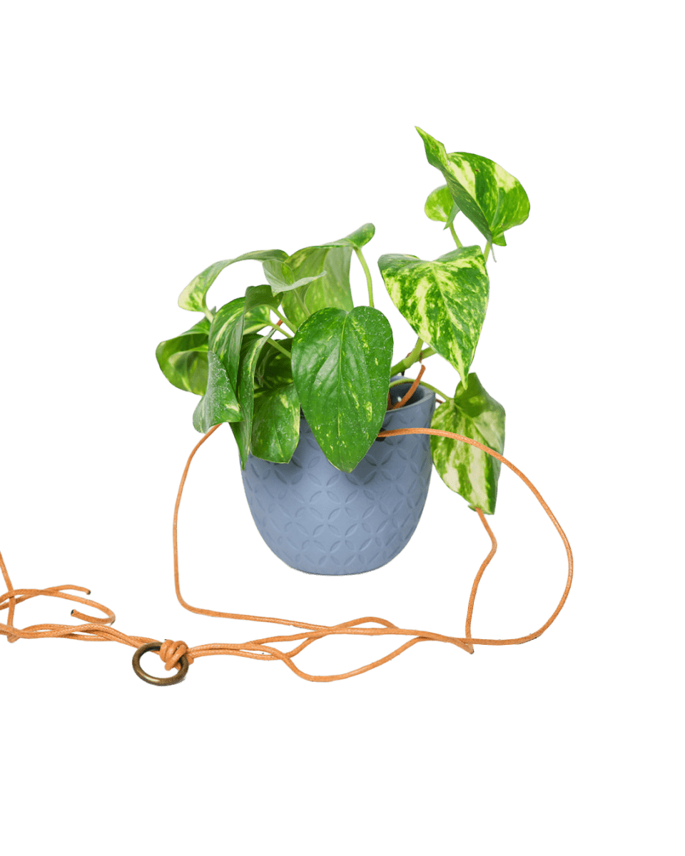 Virago Ceramic Modern Hanging Planter - Chive US Wholesale