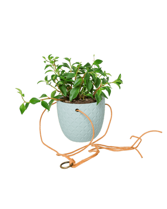 Virago Ceramic Modern Hanging Planter - Chive US Wholesale