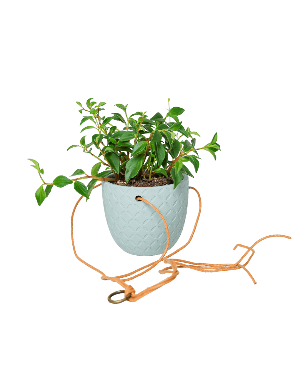 Virago Ceramic Modern Hanging Planter - Chive US Wholesale